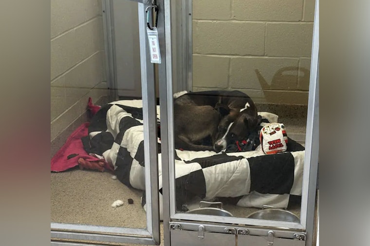 Hamilton County Humane Society Appeals for Emergency Fosters Amid Critical Heating System Failure
