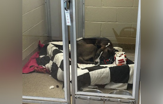 Hamilton County Humane Society Appeals for Emergency Fosters Amid Critical Heating System Failure