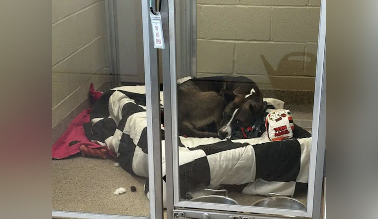 Hamilton County Humane Society Appeals for Emergency Fosters Amid Critical Heating System Failure