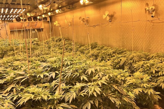 Hardee County Sheriff's Office Busts $194K Illegal Marijuana Grow-House as Suspect Faces Trafficking and Theft Charges