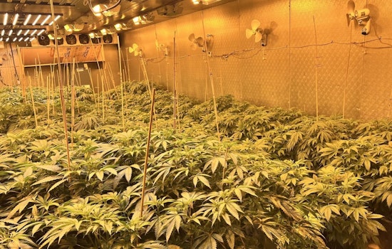 Hardee County Sheriff's Office Busts $194K Illegal Marijuana Grow-House as Suspect Faces Trafficking and Theft Charges