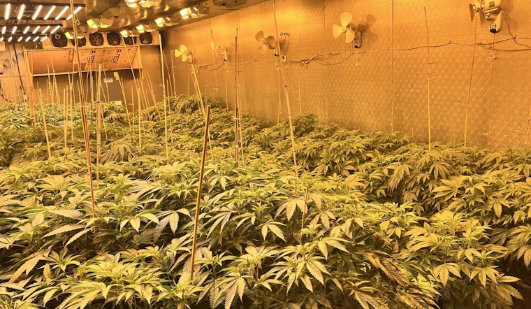 Hardee County Sheriff's Office Busts $194K Illegal Marijuana Grow-House as Suspect Faces Trafficking and Theft Charges
