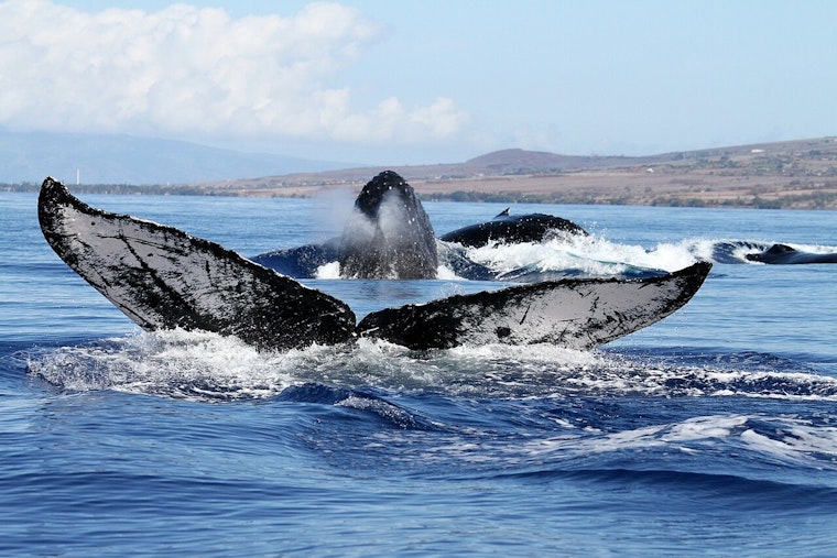 Hawaii State and Federal Agencies Rally in Respectful Response to Deceased Humpback Whale Calf