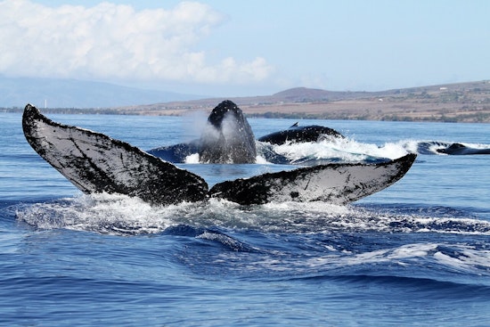 Hawaii State and Federal Agencies Rally in Respectful Response to Deceased Humpback Whale Calf