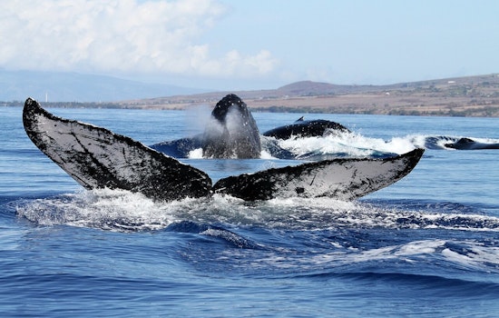 Hawaii State and Federal Agencies Rally in Respectful Response to Deceased Humpback Whale Calf