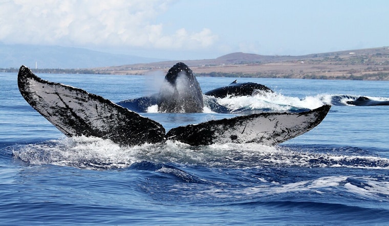 Hawaii State and Federal Agencies Rally in Respectful Response to Deceased Humpback Whale Calf