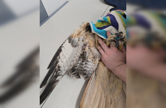 Henderson Authorities on the Hunt for Suspect in Red-tailed Hawk Shooting