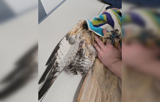 Henderson Authorities on the Hunt for Suspect in Red-tailed Hawk Shooting