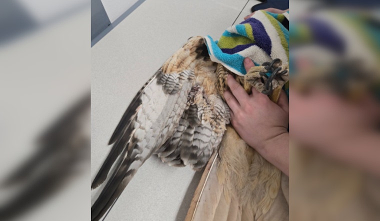 Henderson Authorities on the Hunt for Suspect in Red-tailed Hawk Shooting