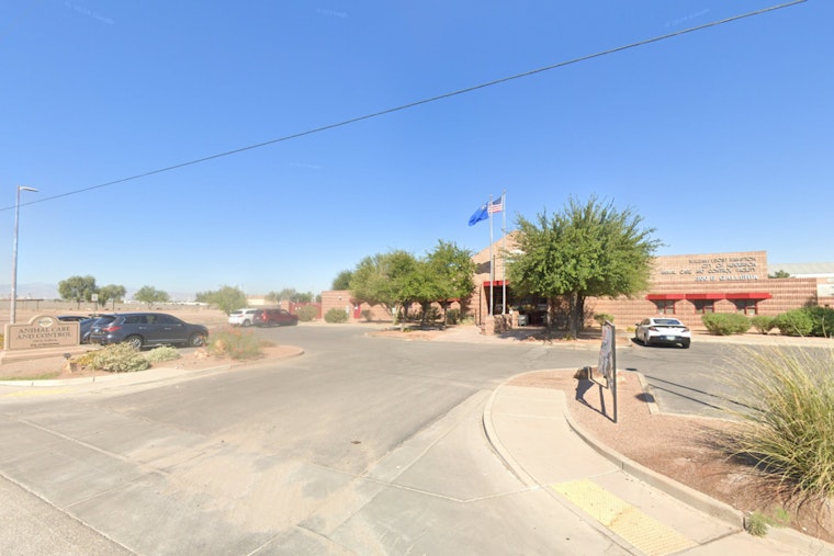 Henderson Launches Fostering Program for Shelter Dogs in Need of Homes and Care