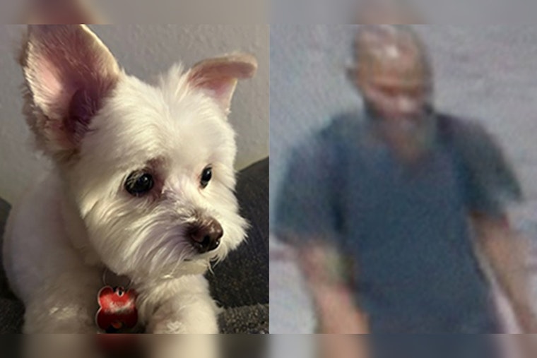 Houston Woman's Plea for Return of Stolen Support Dog in Montrose Incident