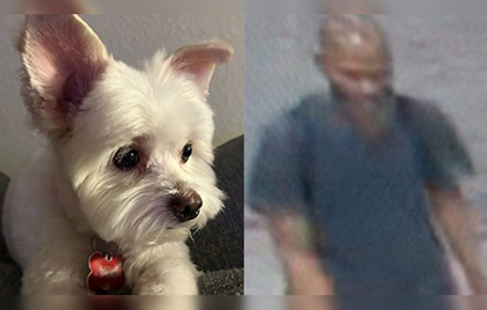 Houston Woman's Plea for Return of Stolen Support Dog in Montrose Incident