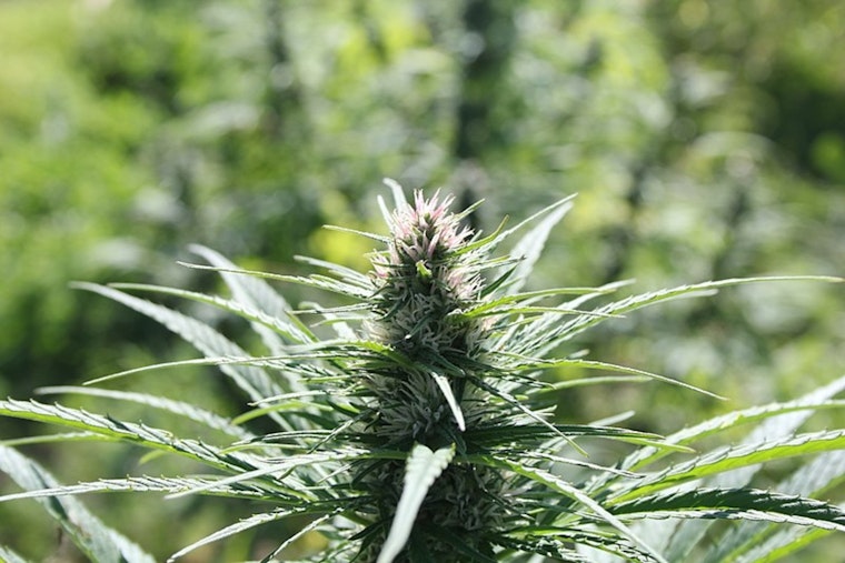 Illinois Governor and Leaders Push to Regulate Hemp-Derived THC Amid Health Concerns, Hemp Growers Wary of Impact on Small Business