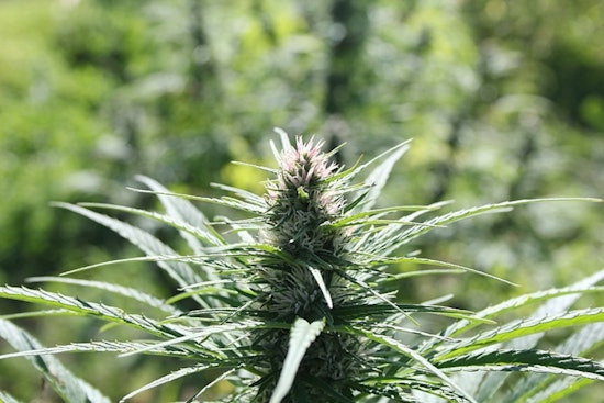 Illinois Governor and Leaders Push to Regulate Hemp-Derived THC Amid Health Concerns, Hemp Growers Wary of Impact on Small Business