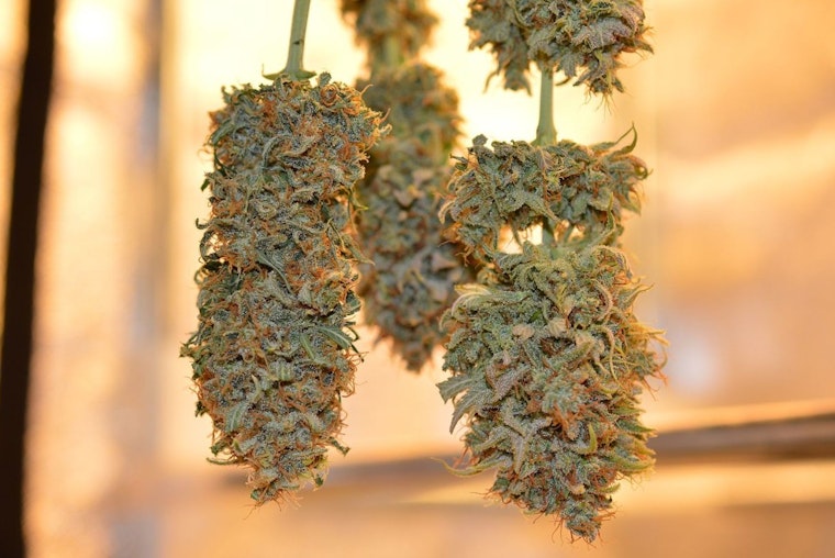 Illinois Legislators Push for Balanced Cannabis Policy, Prioritizing Youth Safety and Business Growth