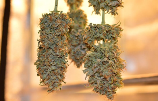 Illinois Legislators Push for Balanced Cannabis Policy, Prioritizing Youth Safety and Business Growth