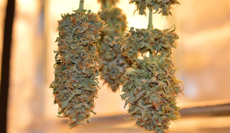 Illinois Legislators Push for Balanced Cannabis Policy, Prioritizing Youth Safety and Business Growth