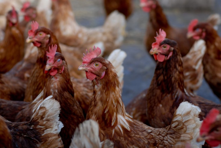Foster Farms to Lay Off 500+ Workers as Turkey Processing Plant in Turlock Set to Close