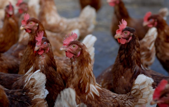 Foster Farms to Lay Off 500+ Workers as Turkey Processing Plant in Turlock Set to Close