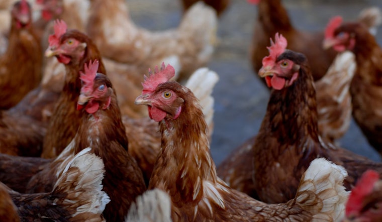 Foster Farms to Lay Off 500+ Workers as Turkey Processing Plant in Turlock Set to Close