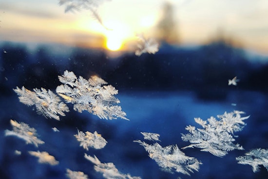 Jacksonville Braces for Weekend Frost: Residents Advised to Protect Plants