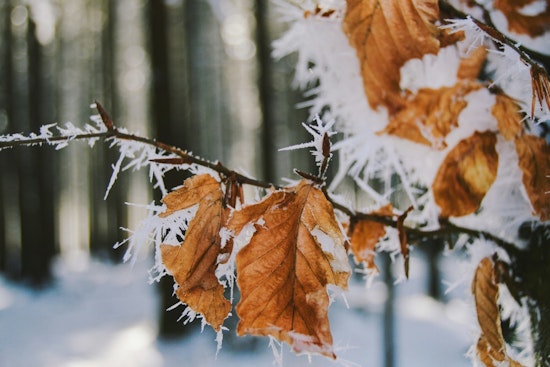 Jacksonville Hit by Frost Advisory as National Weather Service Urges Protection for Sensitive Vegetation
