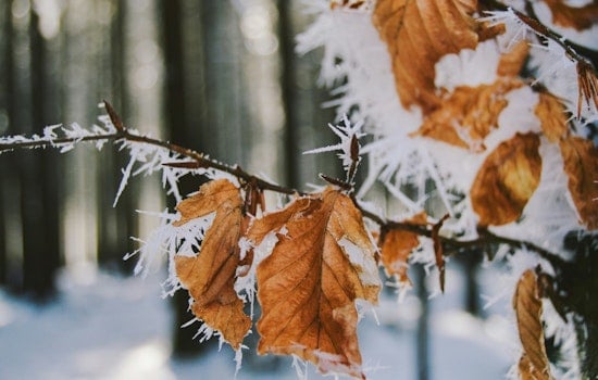 Jacksonville Hit by Frost Advisory as National Weather Service Urges Protection for Sensitive Vegetation
