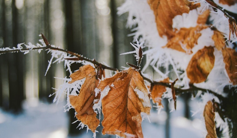 Jacksonville Hit by Frost Advisory as National Weather Service Urges Protection for Sensitive Vegetation