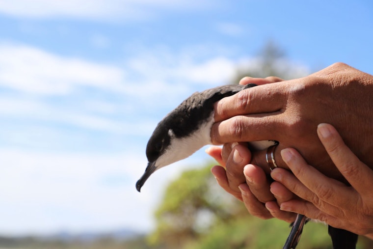 Kaua‘i Advances Conservation with Unified Bird Recovery & Research Hub