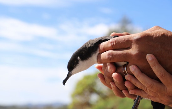 Kaua‘i Advances Conservation with Unified Bird Recovery & Research Hub