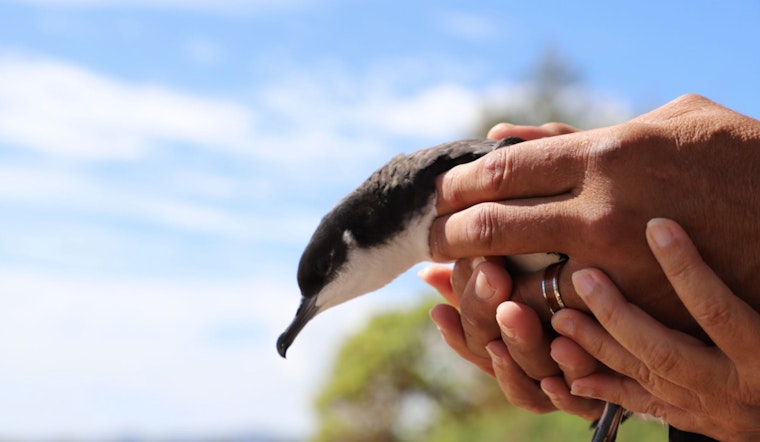 Kaua‘i Advances Conservation with Unified Bird Recovery & Research Hub