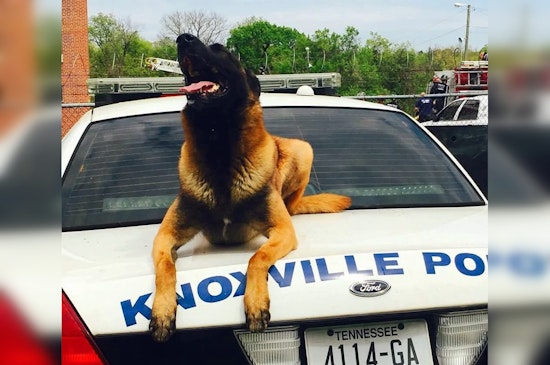 Knoxville Mourns the Loss of Beloved Retired K9 Officer Gunner at Age 13