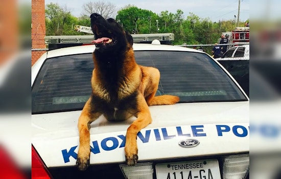 Knoxville Mourns the Loss of Beloved Retired K9 Officer Gunner at Age 13