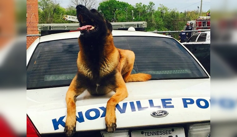 Knoxville Mourns the Loss of Beloved Retired K9 Officer Gunner at Age 13