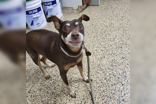 Lost Senior Dog Reunited with Owner in Mankato Thanks to Social Media and Community Effort