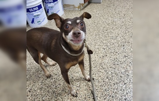 Lost Senior Dog Reunited with Owner in Mankato Thanks to Social Media and Community Effort