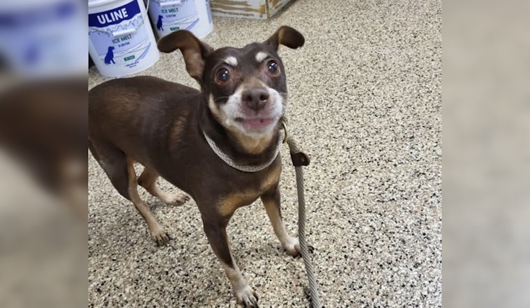 Lost Senior Dog Reunited with Owner in Mankato Thanks to Social Media and Community Effort