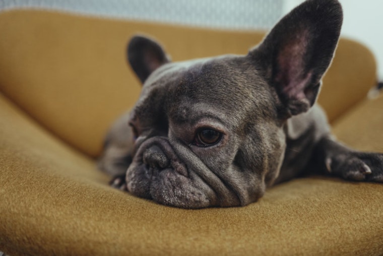 Luxury Dog Clubs Fetch High Prices in NYC, Stirring Debate Among Pet Owners