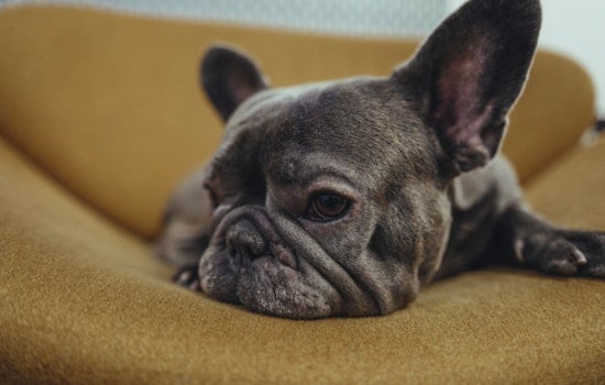 Luxury Dog Clubs Fetch High Prices in NYC, Stirring Debate Among Pet Owners