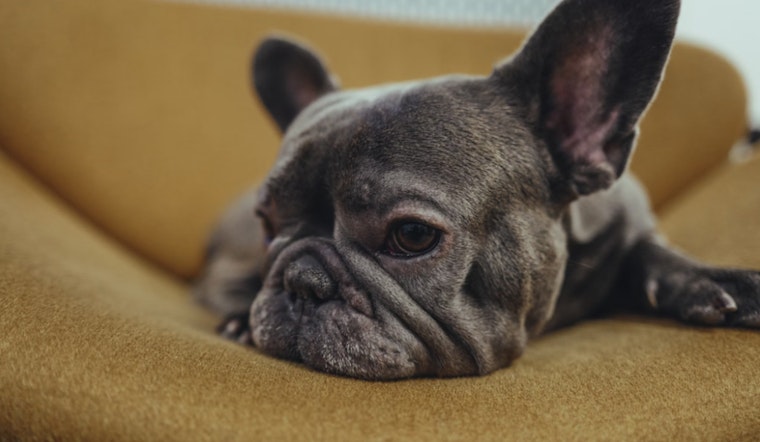 Luxury Dog Clubs Fetch High Prices in NYC, Stirring Debate Among Pet Owners