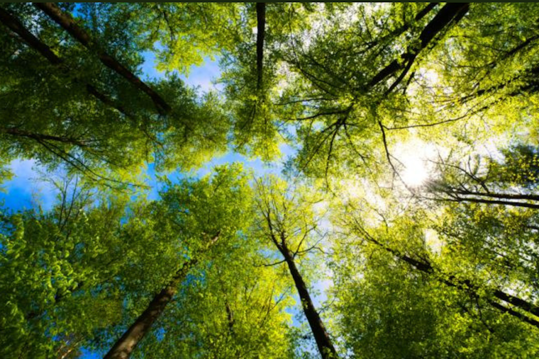 Macomb County Welcomes Spring with Annual Affordable Tree and Plant Sale