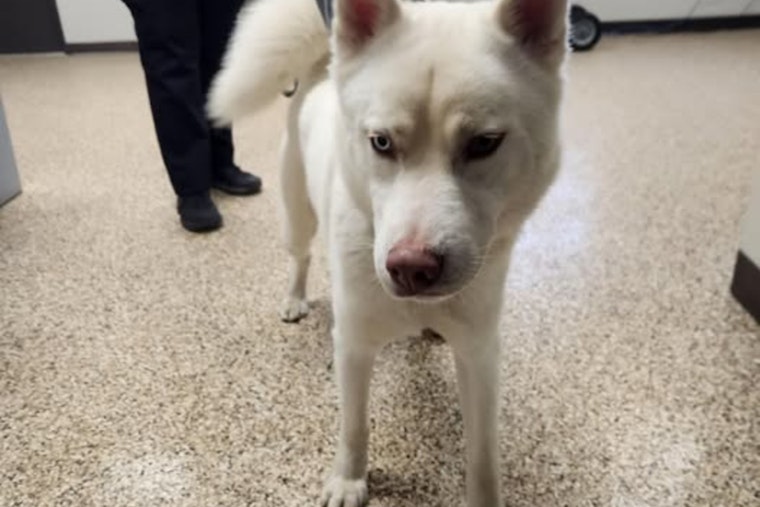 Mankato Community Rallies to Reunite Distinctive Odd-Eyed Husky with Owner