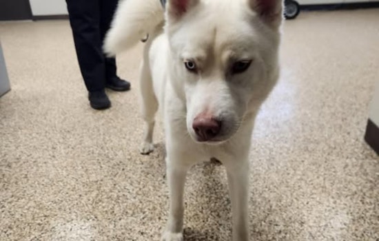 Mankato Community Rallies to Reunite Distinctive Odd-Eyed Husky with Owner