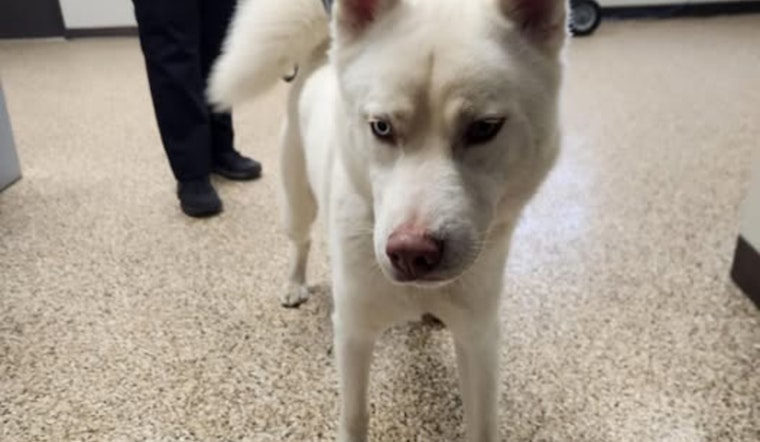 Mankato Community Rallies to Reunite Distinctive Odd-Eyed Husky with Owner