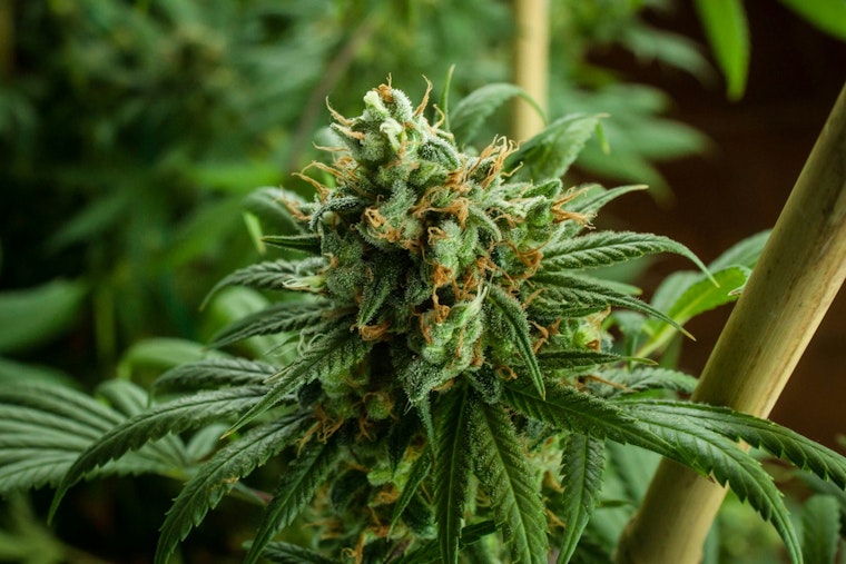 Manteca Welcomes Its First Cannabis Dispensary, Anticipates $2 Million Annual Boost to City Funds
