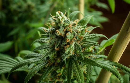 Manteca Welcomes Its First Cannabis Dispensary, Anticipates $2 Million Annual Boost to City Funds