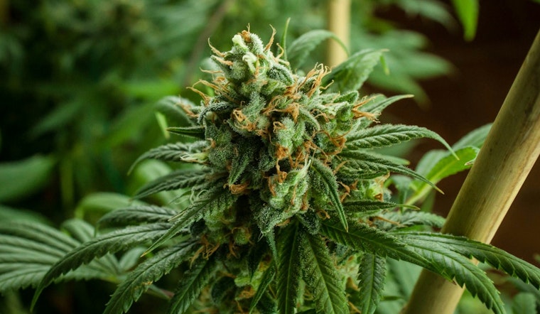 Manteca Welcomes Its First Cannabis Dispensary, Anticipates $2 Million Annual Boost to City Funds