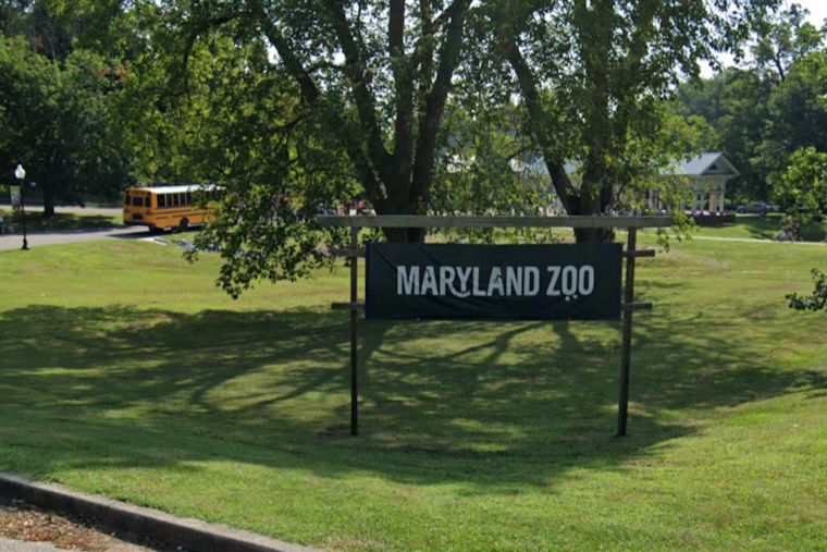 Maryland Zoo Welcomes "Kipi" the Giraffe to Delight Visitors Starting Jan. 17