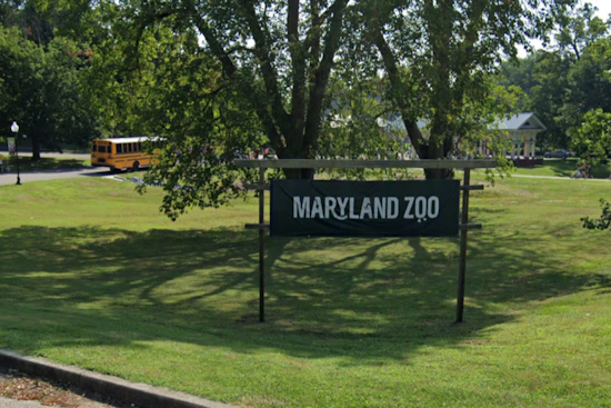 Maryland Zoo Welcomes "Kipi" the Giraffe to Delight Visitors Starting Jan. 17