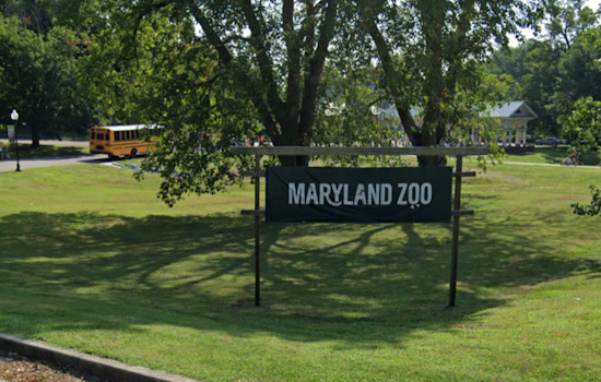 Maryland Zoo Welcomes "Kipi" the Giraffe to Delight Visitors Starting Jan. 17
